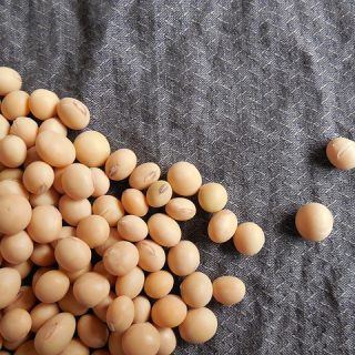 大豆ポリフェノールに期待する効果とは?効果的な摂取方法とは?