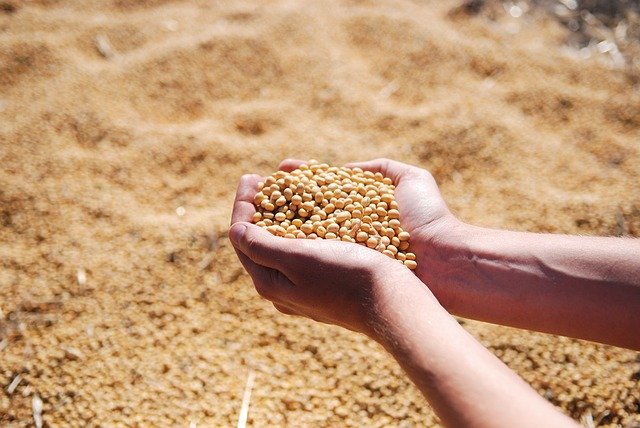 丹波黒豆は一般的に兵庫県で作られるもの、丹波種黒豆は生産地を限定しないもの