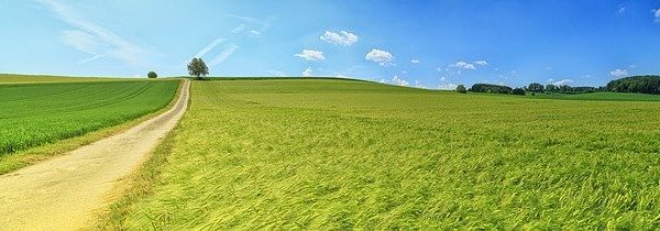 真夏に咲く丹波黒大豆の花、可憐と話題に！枝豆に育つまで