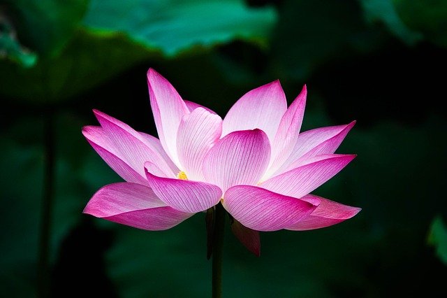 春の時期、「お彼岸」。その歴史は1200年以上前から始まっている
