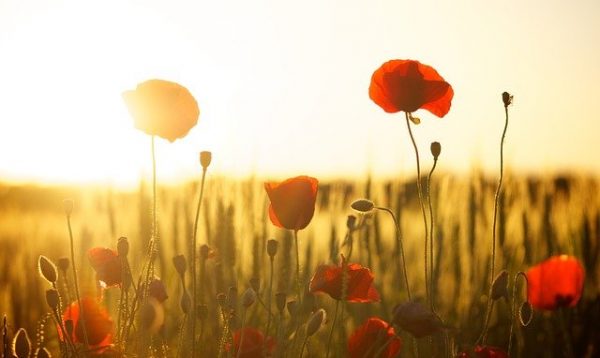 春のお彼岸のお供えに丹波名産の黒大豆は大丈夫？