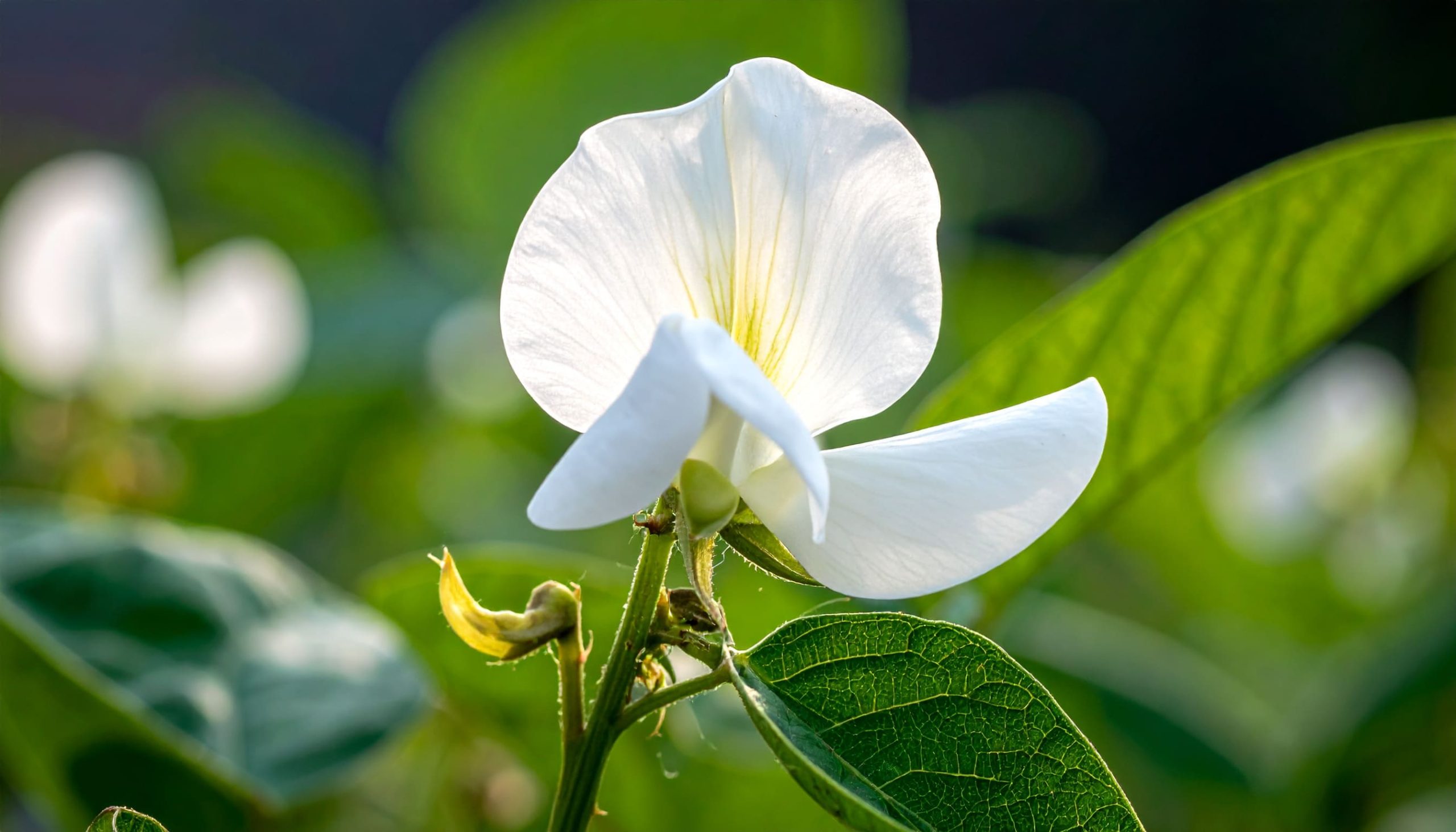 白花豆」の読み方は？他の豆との違いも解説 - 丹波篠山いのうえ黒豆農園