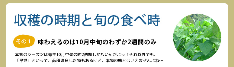 収穫時期と旬の食べごろ 味わえるのは10月中旬のわずか2週間