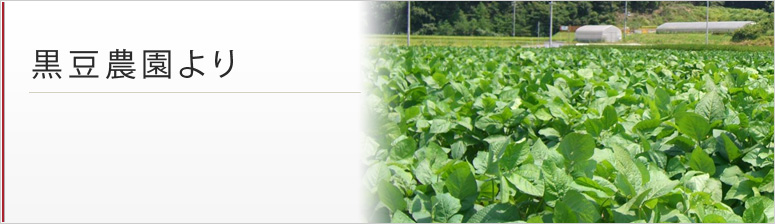 黒豆農園より
